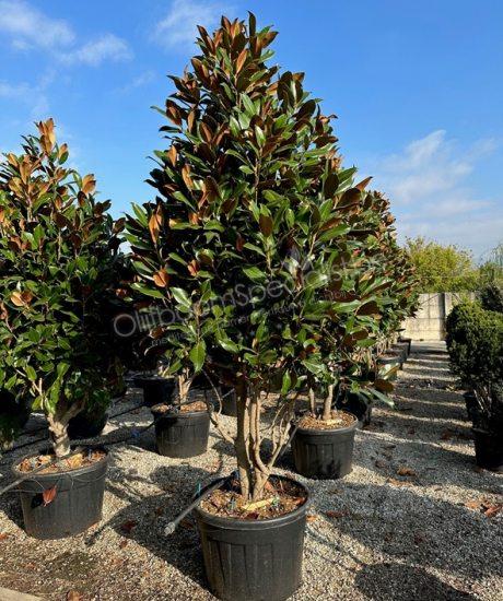 Magnolia grandiflora meerstammig kopen 