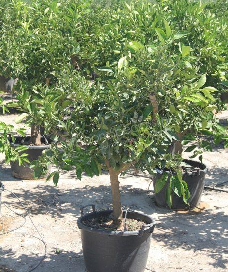 Citrus Mitis 'Calamondin' - Sinaasappelboom - Biologisch – Teeninga Palmen