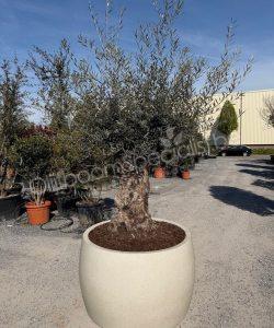 Olijfboom in polystone pot kopen