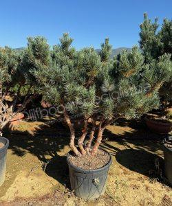 Pinus sylvestris 'Watereri' meerstammig kopen