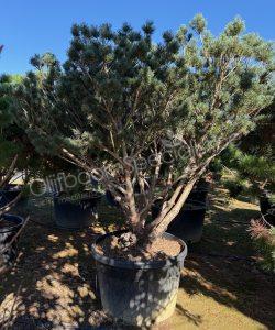 Pinus sylvestris 'Watereri' meerstammig kopen