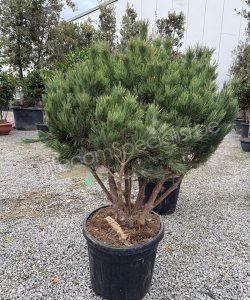 Pinus sylvestris 'Watereri' meerstammig kopen