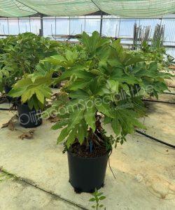 Fatsia japonica vingerplant kopen