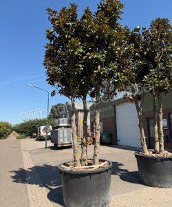 Groenblijvende tulpenboom meerstammig Magnolia grandiflora 'Goliath'