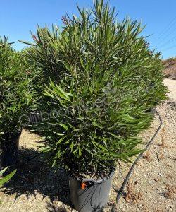 Oleander kopen Nerium oleander