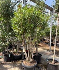 Nerium oleander meerstammig kopen oleander