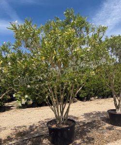 Nerium oleander meerstammig kopen oleander