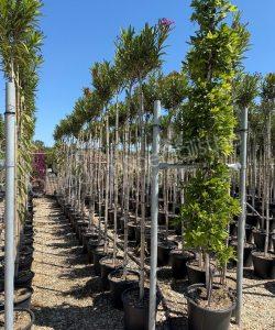Oleander kopen Nerium oleander hoogstam