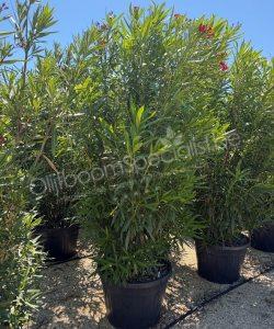 Nerium oleander kopen oleander