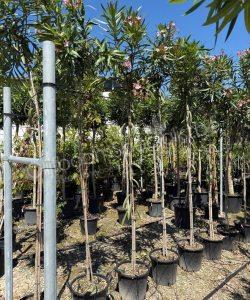Oleander kopen Nerium oleander hoogstam
