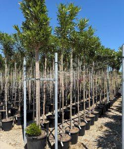 Oleander kopen Nerium oleander hoogstam