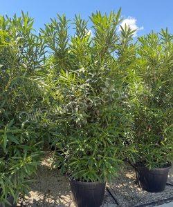 Nerium oleander kopen oleander