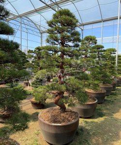 Pinus densiflora Japanse bonsai kopen