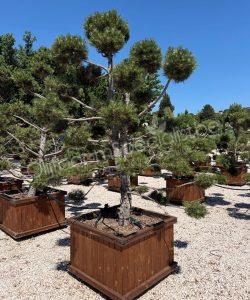 Pinus nigra bonsai kopen