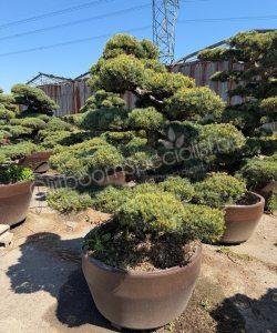 Pinus pentaphylla Japanse Bonsai kopen
