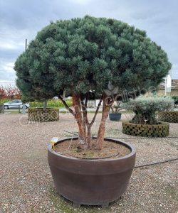 Pinus sylvestris 'Watereri' meerstammig kopen