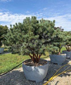 Pinus sylvestris 'Watereri' meerstammig kopen