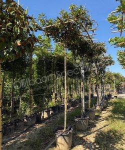 Prunus laurocerasus 'Novita' dakvorm kopen