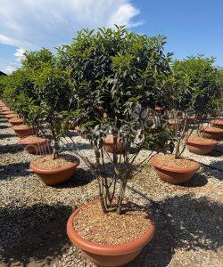 Portugese laurier meerstammig kopen Prunus lusitanica 'Angustifolia'