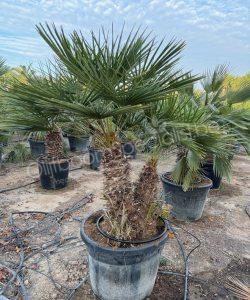 Chamaerops humilis - Europese dwergpalm meerstammig