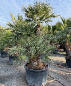 Chamaerops humilis - Europese dwergpalm meerstammig kopen