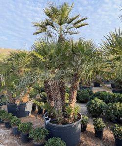 Chamaerops humilis - Europese dwergpalm meerstammig