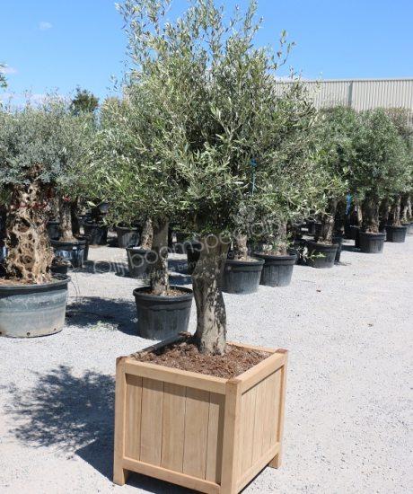 Olijfboom in hardhouten plantenbak kopen