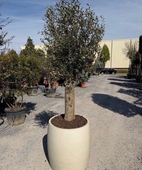 Olijfboom in polystone pot kopen