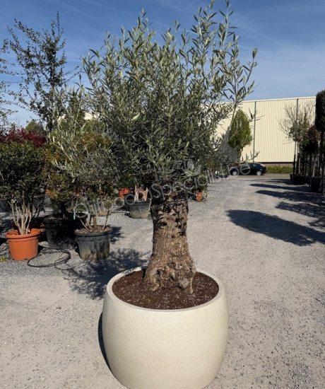 Olijfboom in polystone pot kopen