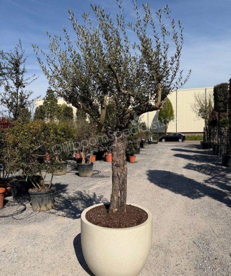 Olijfboom in polystone pot kopen