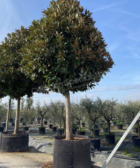 Magnolia grandiflora hoogstam kopen