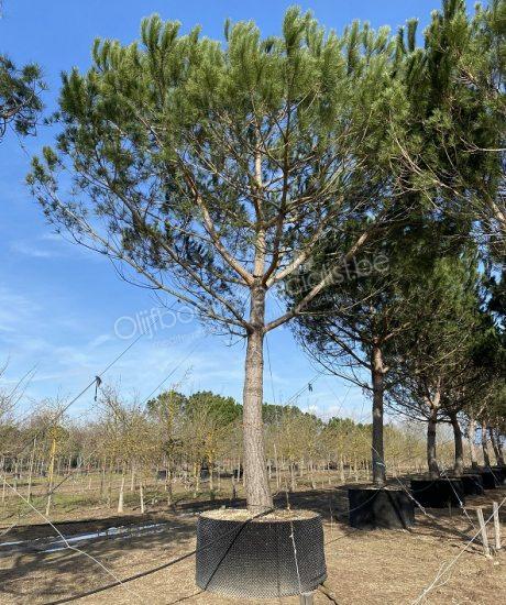 Pinus pinea hoogstam kopen