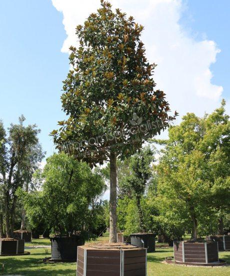 Magnolia kopen