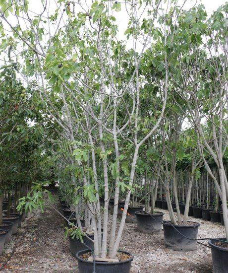 Ficus carica meerstammig 