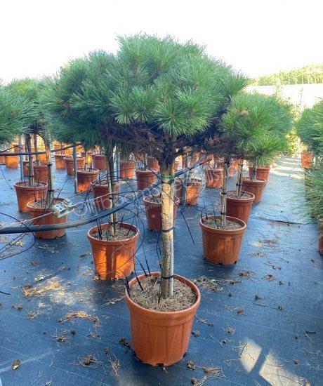 Pinus brepo 'Pierrick Bregeo'