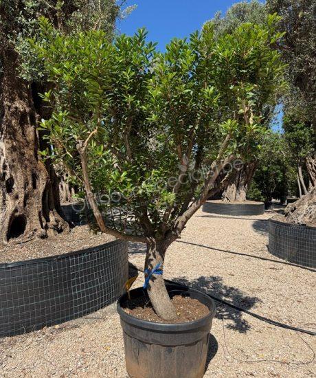 Arbutus unedo halfstam aardbeienboom