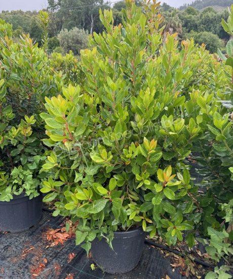 Aardbeienboom struikvorm kopen Arbutus unedo