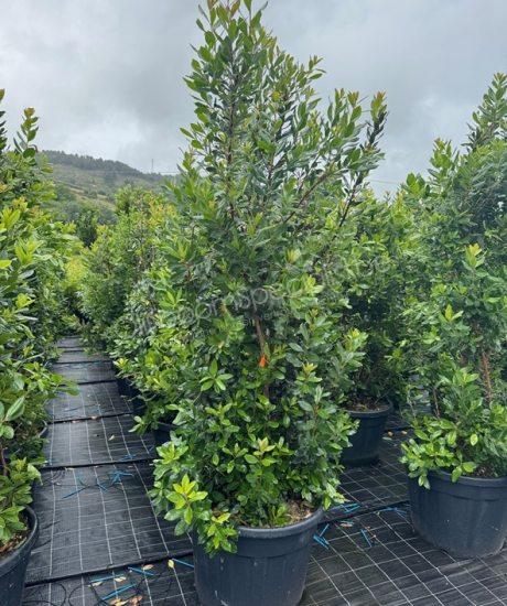 Aardbeienboom struikvorm kopen Arbutus unedo