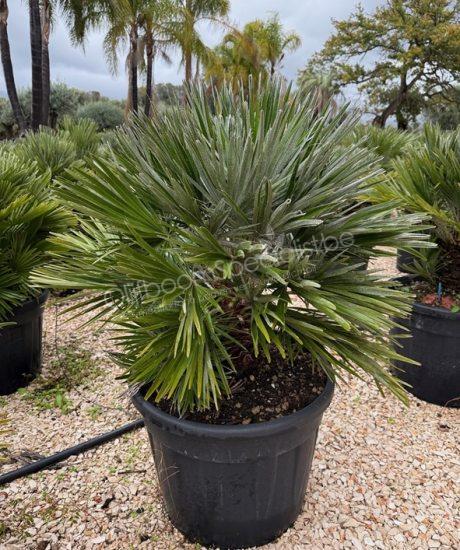 Chamaerops humilis 'Nana' kopen
