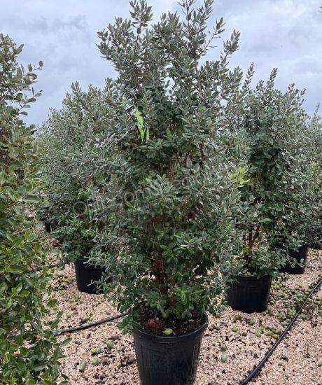 Feijoa sellowiana struik kopen