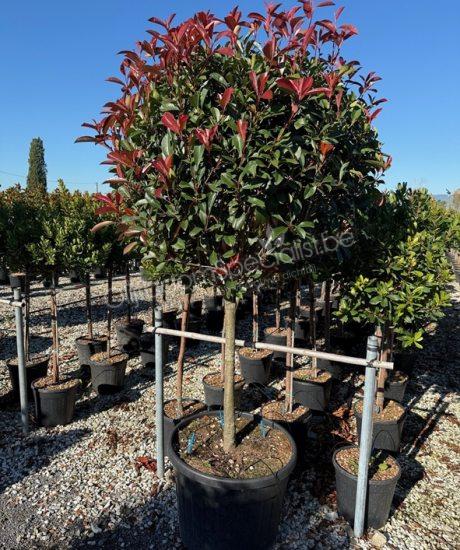 Photinia fraseri 'Red Robin' Halfstam kopen glansmispel