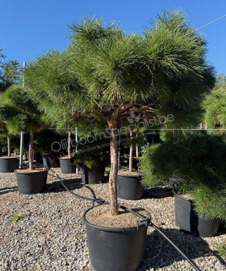 Pinus brepo 'Pierrick Bregeon' halfstam kopen Bolvormmige den