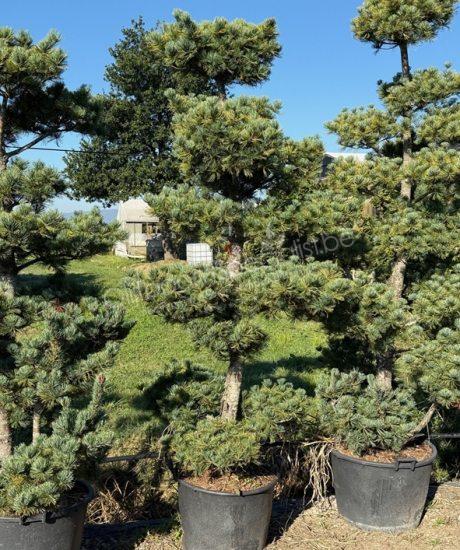 Pinus parviflora 'Tempelhof' bonsai kopen