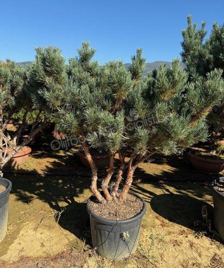 Pinus sylvestris 'Watereri' meerstammig kopen