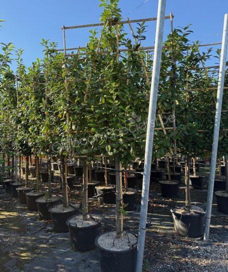 Prunus laurocerasus leiboom kopen