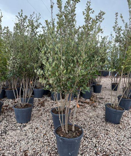 Steeneik meerstammig Quercus Ilex