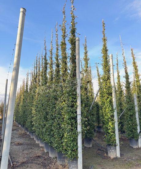 Trachelospermum jasminoides klimplant kopen Toscaanse jasmijn