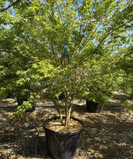 Acer palmatum 'Viride' meerstam Japanse esdoorn