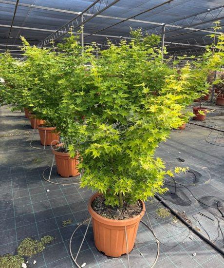 Acer palmatum 'Viride' kopen Japanse esdoorn