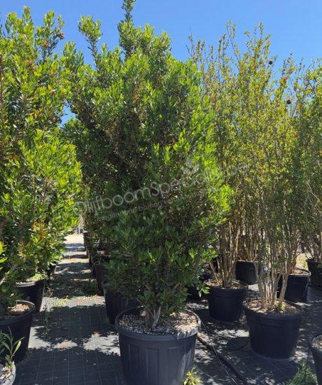 Aardbeienboom struikvorm kopen Arbutus unedo